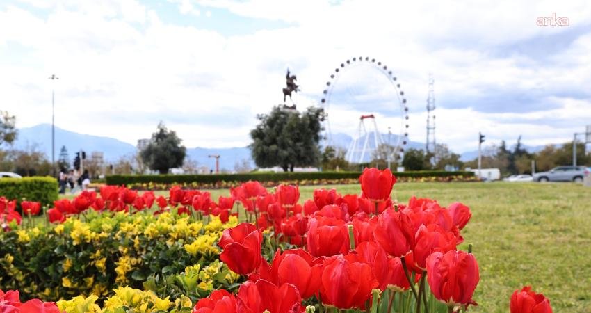 Baharın müjdecisi laleler, Antalya sokaklarını renklendirdi Antalya Büyükşehir Belediyesi, kendi üretimi olan lale ve mevsimlik çiçeklerle
