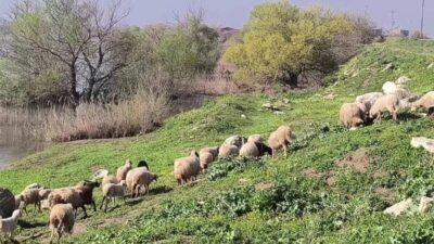Osmaniye’nin Kadirli ilçesinde küçükbaş hayvan besicileri, artan yem fiyatlarından dolayı