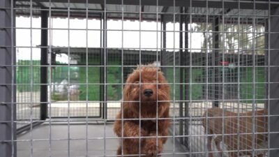 Buca Belediyesi Sokak Hayvanları Rehabilitasyon Merkezi’ndeki can dostlar, her güne