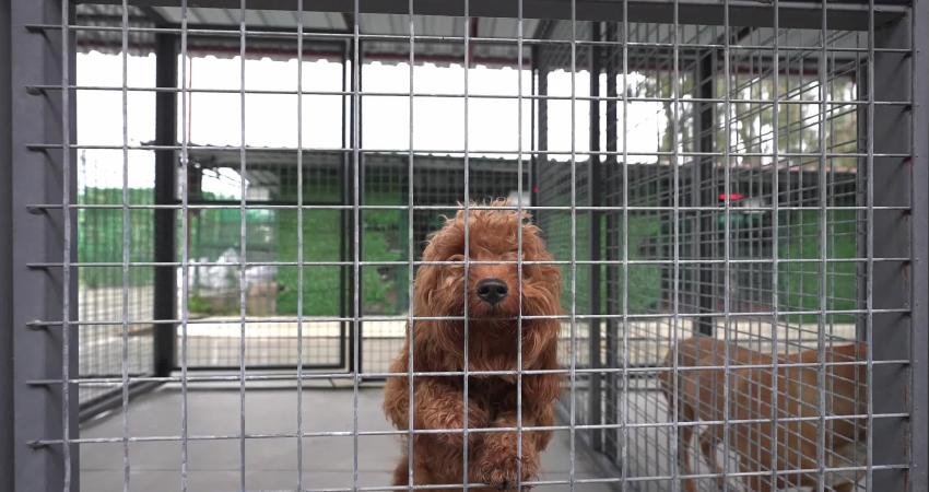 Buca Belediyesi Sokak Hayvanları Rehabilitasyon Merkezi’ndeki can dostlar, her güne