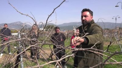 Buca’nın binlerce yıllık simgesi olan üzüm bağları, geleceğin ziraat mühendisleri