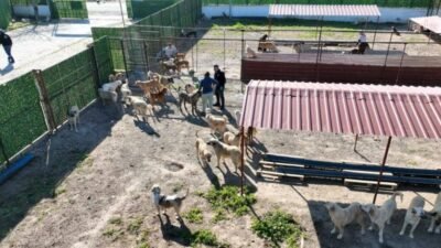Burhaniye Belediyesi, Alida Nedim Erarslan Sokak Hayvanları Bakımevi/Doğal Yaşam Alanı'nın