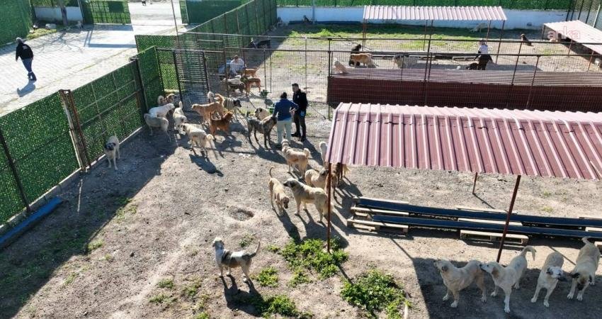 Burhaniye Belediyesi, Alida Nedim Erarslan Sokak Hayvanları Bakımevi’nin kapasitesini artırdı Burhaniye Belediyesi, Alida Nedim Erarslan Sokak Hayvanları Bakımevi/Doğal Yaşam Alanı'nın