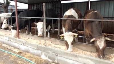 Balıkesir’in Burhaniye ilçesinde Kurban Bayramı’na iki ay kala kurbanlık satışları