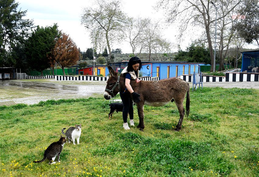 Vatandaşlar tarafından kurtarılan eşek “Fıstık”, Kuşadası Evcil Hayvan Bakım ve Rehabilitasyon Merkezi’nin maskotu oldu Kuşadası Evcil Hayvan Bakım ve Rehabilitasyon Merkezi, Söke’de kömür madeni