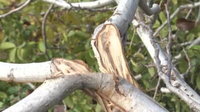 İzmir Büyükşehir Belediyesi, Kemalpaşa’da ceviz ağaçları kesilen 70 yaşındaki çiftçi