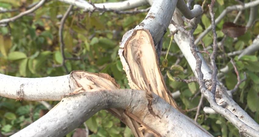 İzmir Büyükşehir Belediyesi, Kemalpaşa’da ceviz ağaçları kesilen 70 yaşındaki çiftçi