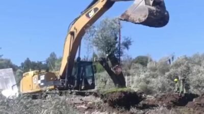 CHP Muğla Milletvekili Cumhur Uzun, Muğla’nın Akbelen bölgesinde zeytin ağaçlarının kesilmesine