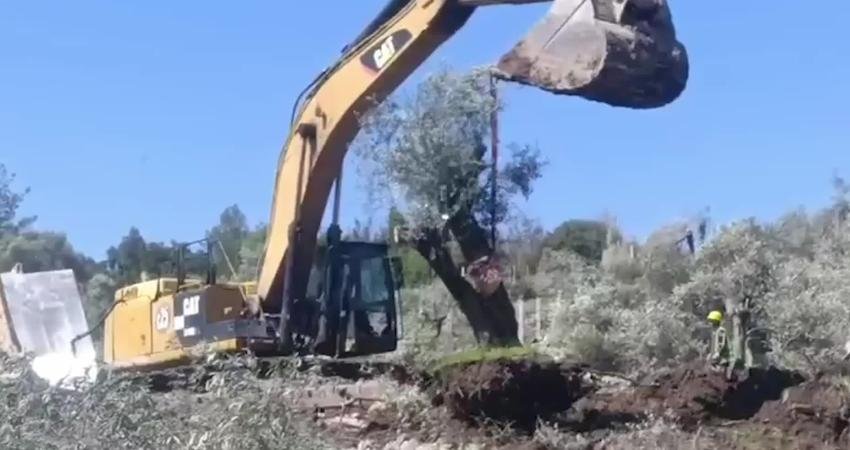 CHP’li Uzun: “Akbelen’i rahat bırakın artık. Toprağımızı, havamızı, suyumuzu ve zeytinlerimizi korumaya kararlıyız” CHP Muğla Milletvekili Cumhur Uzun, Muğla’nın Akbelen bölgesinde zeytin ağaçlarının kesilmesine