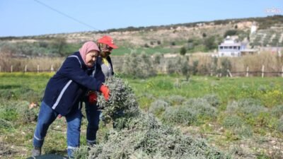 Didim Belediyesi, yerel tarımı ve üretimi destekleme çalışmaları kapsamında Akköy
