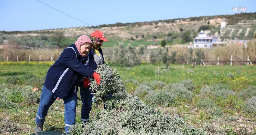 Didim Belediyesi, yerel tarımı ve üretimi destekleme çalışmaları kapsamında Akköy