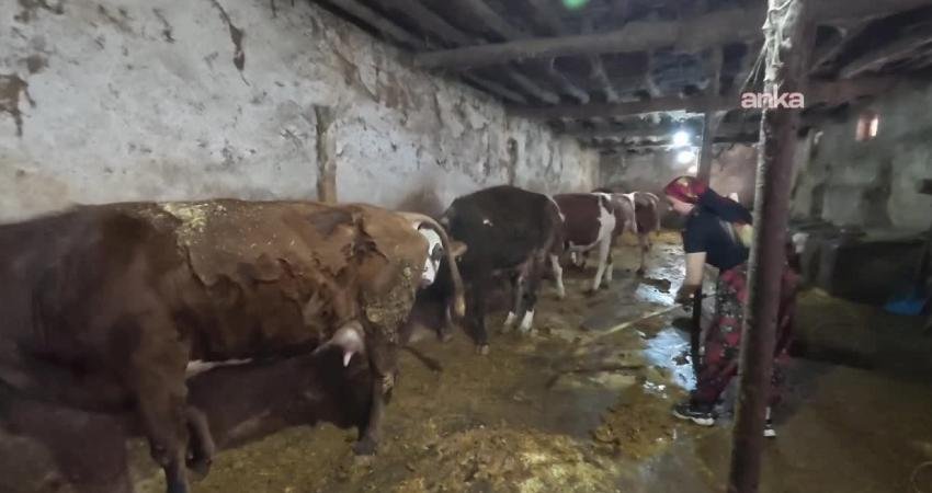 Yozgat’ın Yerköy ilçesine bağlı Yukarı Elmahacılı Köyü'nde yaşayan 28 yaşındaki