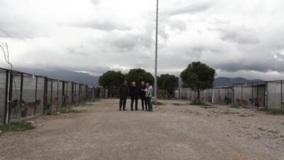 Balıkesir Edremit Belediye Başkanı Mehmet Ertaş, Eminkuyu bölgesinde sokak hayvanlarına yönelik