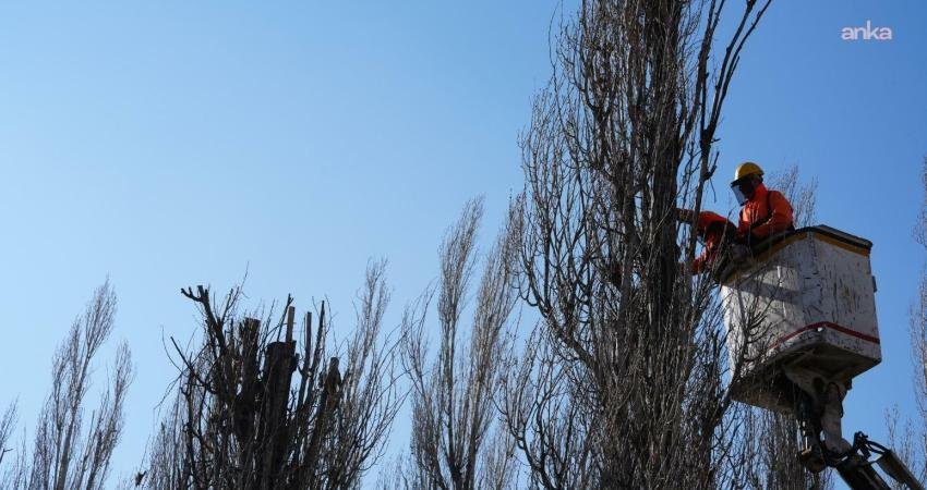 Eskişehir Büyükşehir Belediyesi’nden Sazova Bilim Kültür ve Sanat Parkı’nda seyreltme ve gençleştirme çalışması Eskişehir Büyükşehir Belediyesi, kent estetiğini ve doğal yaşam dengesini korumaya