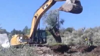 CHP Genel Başkan Yardımcısı Evrim Rızvanoğlu, Muğla'nın Milas ilçesinde zeytin