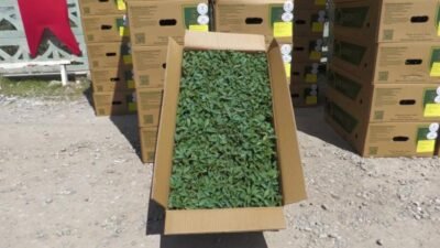 Manisa Büyükşehir Belediyesi, yerel kalkınma hamlesine bir yenisini daha ekledi.