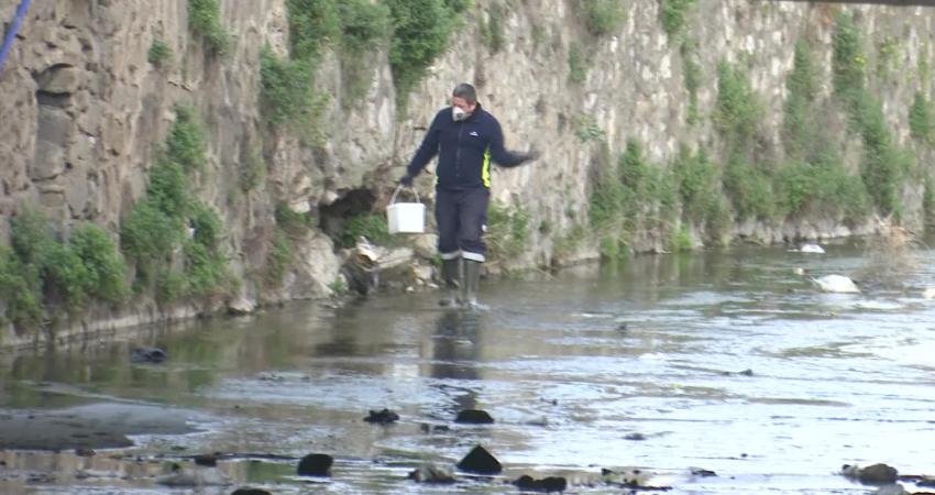 İzmir Büyükşehir Belediyesi, baharda artan ve sivrisinekle karıştırılan mevsimsel sineklerin