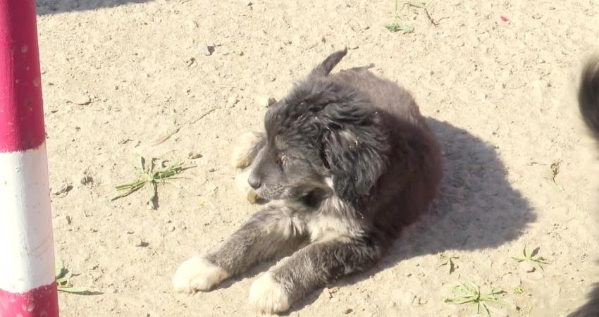 İzmir’de “Tek Sağlık” vizyonu ile on binlerce cana dokunan seferberlik İzmir Büyükşehir Belediyesi’nin “Tek Sağlık” vizyonu doğrultusunda yürüttüğü çalışmalarla son