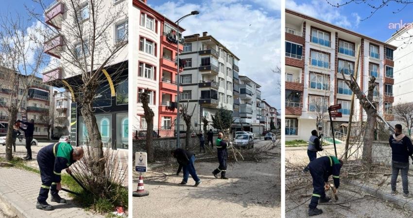 Kahramankazan’da ağaç budama çalışmaları sürüyor Kahramankazan Belediyesi Park ve Bahçeler Müdürlüğü ekipleri, ilçe genelinde yürüttüğü