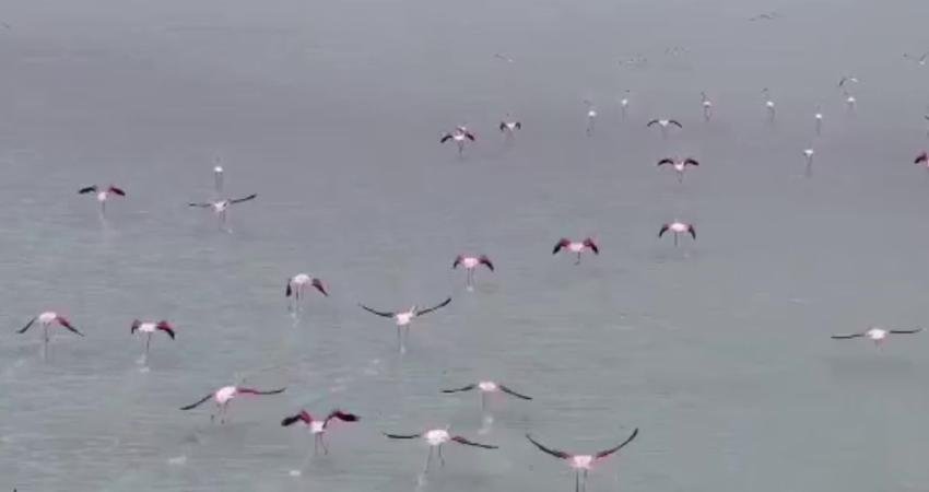 Kırşehir’deki Seyfe Gölü Kuş Cenneti doğaseverlerin buluşma noktası oldu Orta Anadolu Bölgesi'nin önemli sulak alanlarından olan ve kuraklık nedeniyle