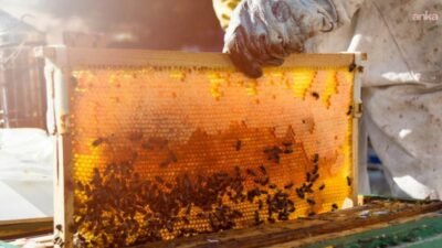 Türkiye, 9 milyona yaklaşan arılı kovan ve yıllık 95 bin