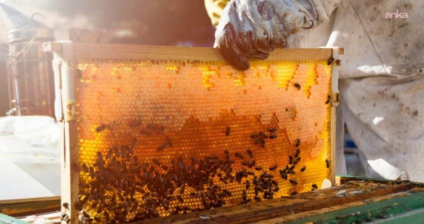 Türkiye, 9 milyona yaklaşan arılı kovan ve yıllık 95 bin