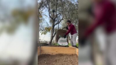 İzmir Büyükşehir Belediyesi Meslek Fabrikası’nın “Tıbbi Aromatik Bitki Yetiştiriciliği” kursuna