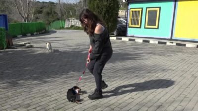 Kuşadası Belediyesi Evcil Hayvan Bakım ve Rehabilitasyon Merkezi, “Satın alma,