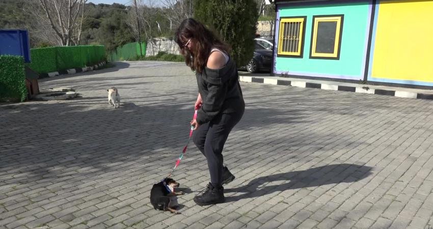 Kuşadası Belediyesi, “Sosis” isimli yavru köpeği sıcak yuvasına kavuşturdu Kuşadası Belediyesi Evcil Hayvan Bakım ve Rehabilitasyon Merkezi, “Satın alma,