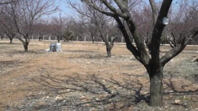 Malatya Ticaret Borsası (MTB) Başkanı Ramazan Özcan, kayısıda sezon başlangıcı