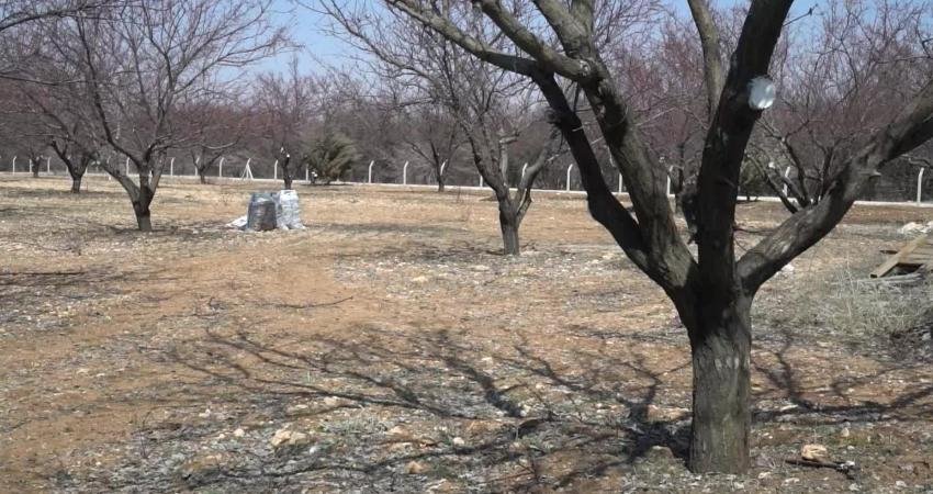 Malatya Ticaret Borsası (MTB) Başkanı Ramazan Özcan, kayısıda sezon başlangıcı