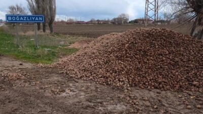 Yozgat’ın Boğazlıyan ilçesinde üretim maliyetleri 8-11 lira arasında değişen patates,