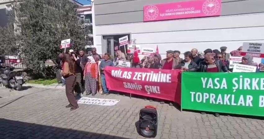 Muğla’nın Milas ilçesinde İkizköylüler, YK Enerji ekipleri tarafından zeytin ağaçlarını