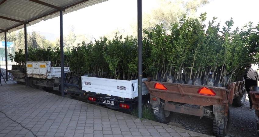 Muğla Büyükşehir Belediyesi, Köyceğiz’de geçen yıl yaşanan şiddetli don nedeniyle