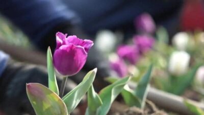 Osmangazi Belediyesi, bahar dönemi peyzaj çalışmaları kapsamında ilçe genelindeki park,