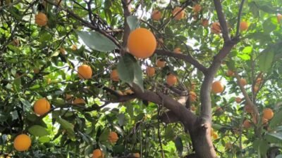 Adana'nın Kozan ilçesinde narenciye üreticileri portakalın dalında kaldığını, büyük kısmını