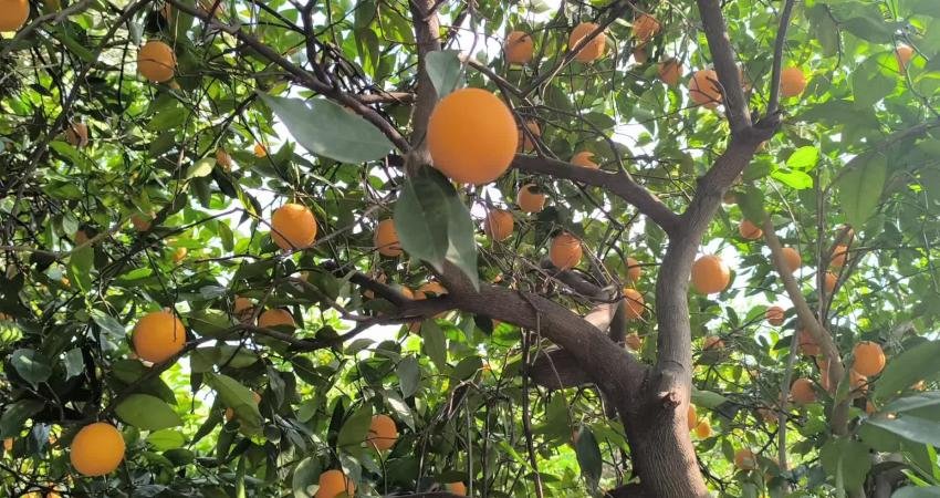 Adana'nın Kozan ilçesinde narenciye üreticileri portakalın dalında kaldığını, büyük kısmını