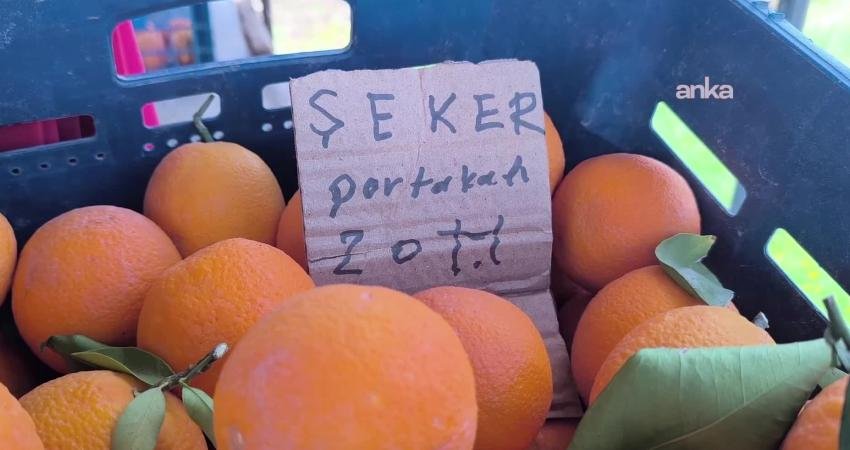 Osmaniye’de narenciye üreticileri, portakalın kilosunu 6 liraya bile satamadıklarını ve