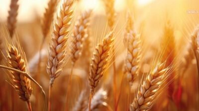 Toprak Mahsulleri Ofisi, mevcut buğday stoklarının satışına fiyat artışı yapmadan