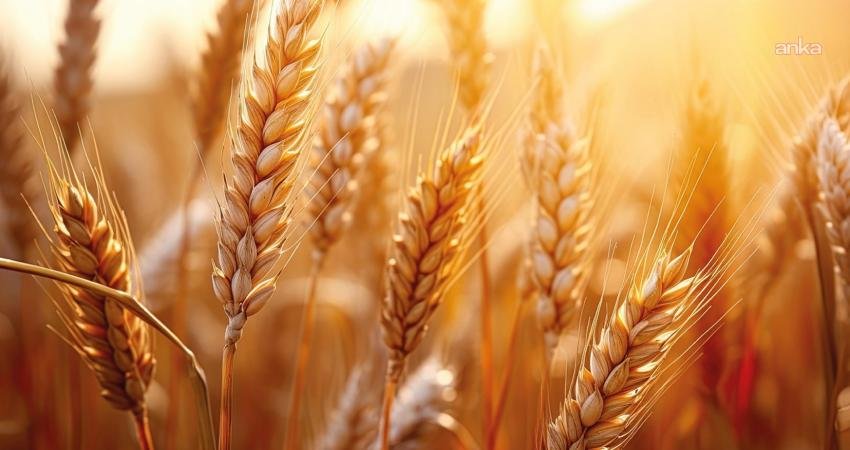 TMO’dan hububat satışlarına ilişkin açıklama: Yeni hasada kadar fiyat değişmeyecek Toprak Mahsulleri Ofisi, mevcut buğday stoklarının satışına fiyat artışı yapmadan