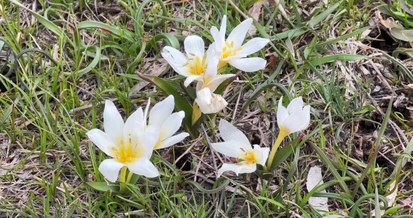 Van’da baharın müjdecisi kardelen çiçekleri açtı Van Tuşba ilçesine bağlı Dağönü Mahallesi'nde açan kardelen çiçekleri, Van