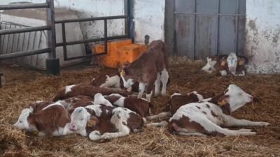 Yozgat Veteriner Hekimler Odası Başkan Yardımcısı Yusuf Canbolat, "Yozgat'ta toplamda