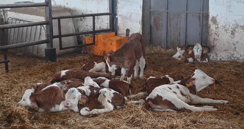 Yozgat Veteriner Hekimler Odası Başkan Yardımcısı Yusuf Canbolat, "Yozgat'ta toplamda