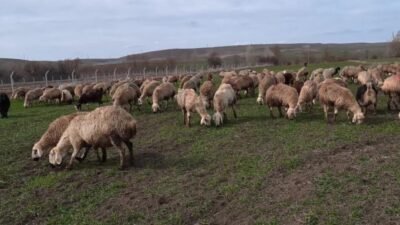 Yozgat'ta küçükbaş hayvan besiciliği yapan İsmail Acer, "Besicilik şartları ağırlaştı.