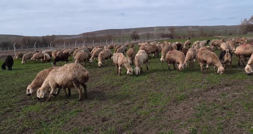 Yozgat'ta küçükbaş hayvan besiciliği yapan İsmail Acer, "Besicilik şartları ağırlaştı.