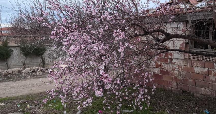 Yozgat’ta meyve ağaçları çiçek açtı Yozgat'ta soğuk hava ve yağışların ardından hava sıcaklıklarının mevsim normallerinin