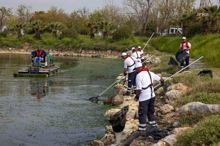 İzmir Büyükşehir Belediyesi, Çakalburnu Lagünü’nde mevsimsel olarak oluşan deniz marullarının