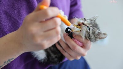 Buca Belediyesi, ağır yaralı halde bulunan yavru kedi "Zero" için