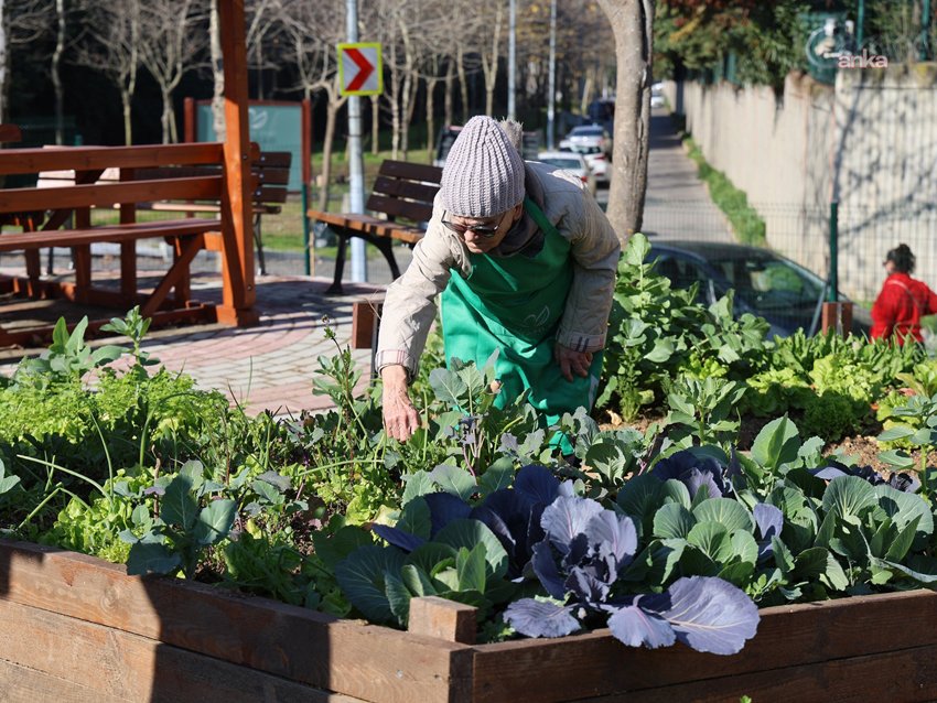 Ataşehir Kent Bostanları’nda yeni dönem başlıyor Ataşehir Belediyesi’nin vatandaşlara doğal tarım yapma fırsatı sunduğu 'Kent Bostanları'nda