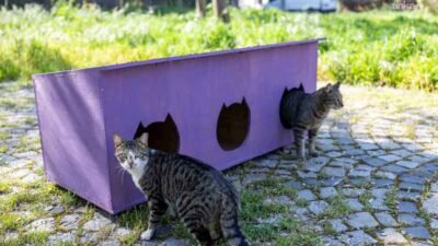 Bornova Belediyesi ve hayvanseverlerden iş birliği Bornova Belediyesi, Paterson Köşkü çevresinde “Kedili Park” olarak bilinen alanı